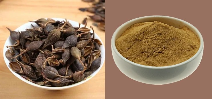 Forsythia Extract Powder