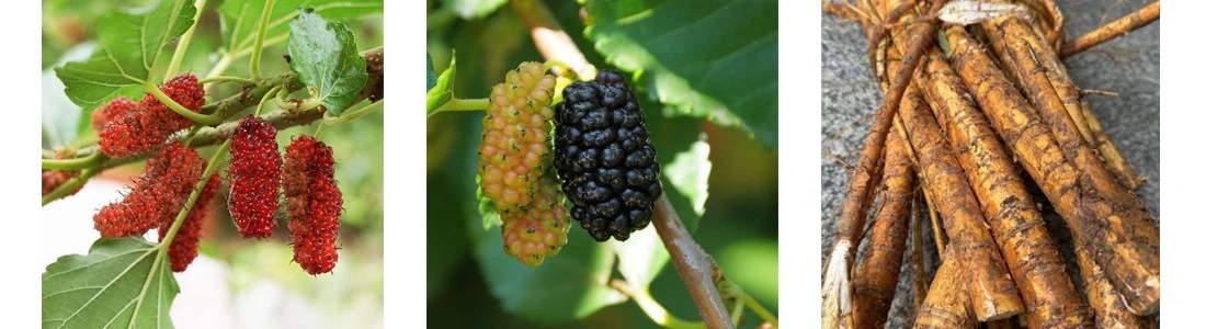 Morus alba L. Morus alba L.